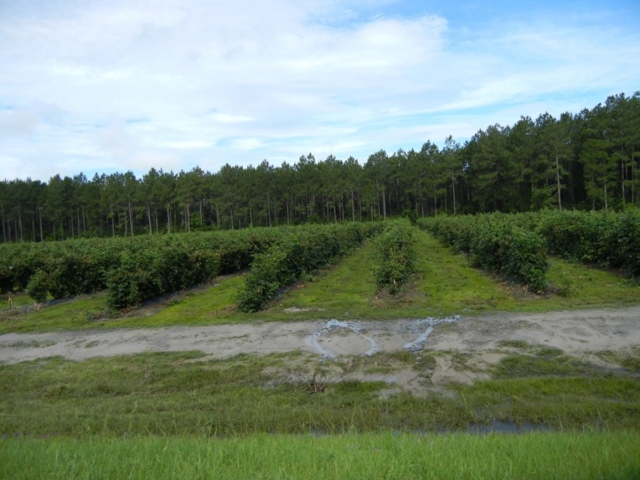 20130605-222715.jpg