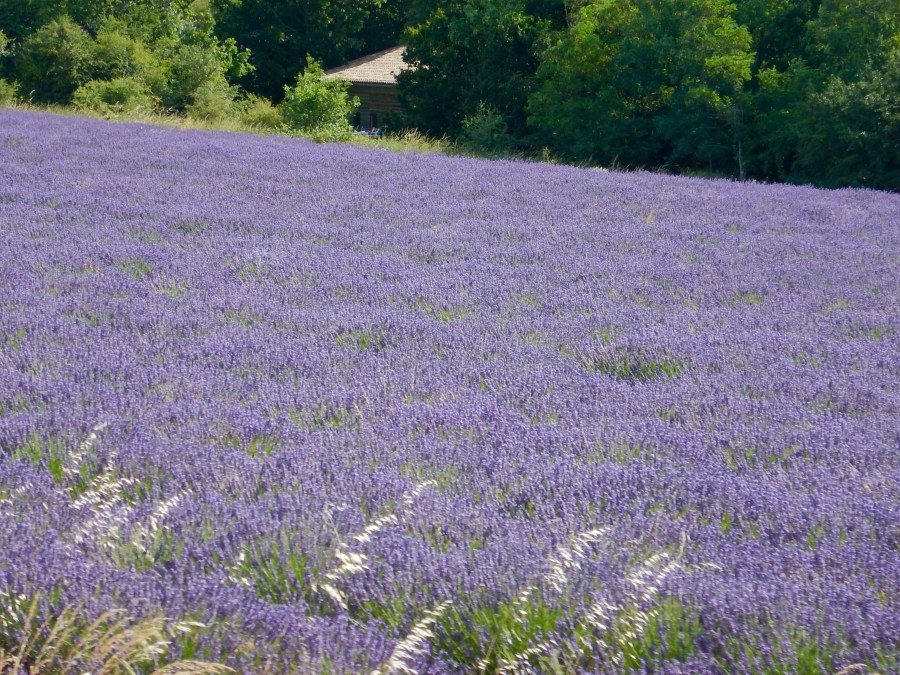 lavender overload about to happen!