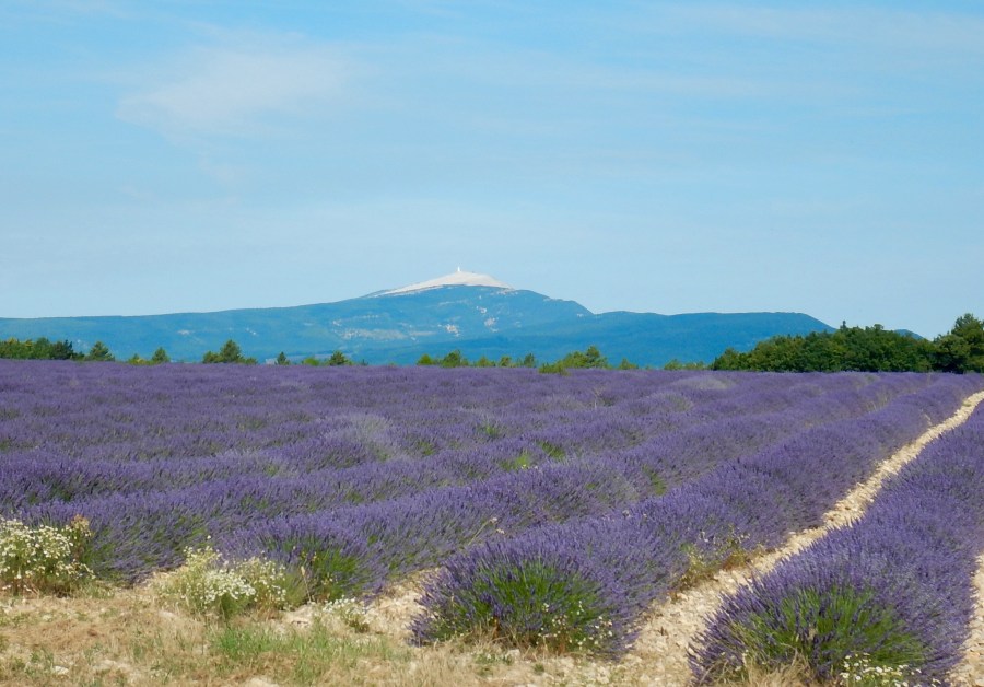 view of Mt. Ventoux in the background