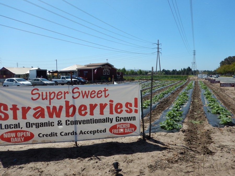 Manassero Farms on Jeffrey Road, Irvine