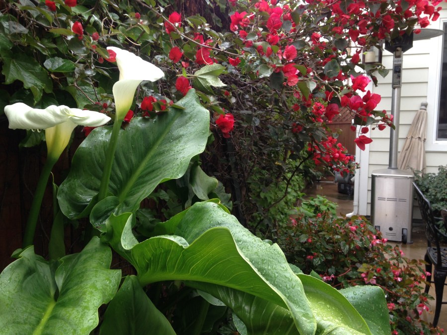 Check out the leaves of the lily... that's accumulated rain