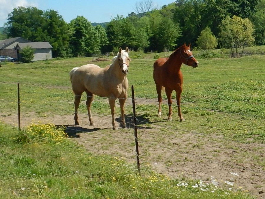 we made them run as we pedaled past