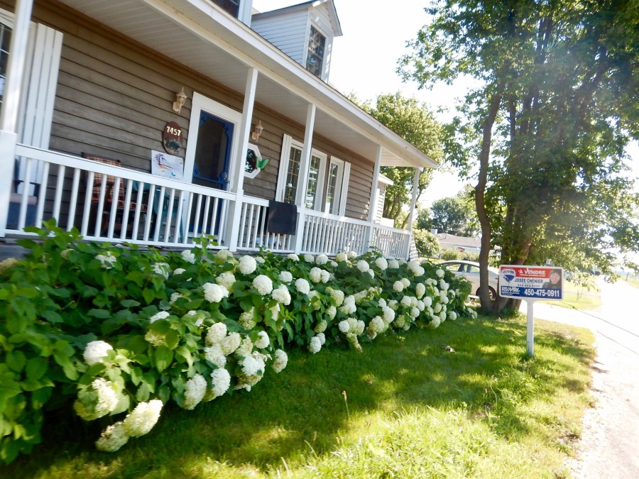 do they turn purple here?