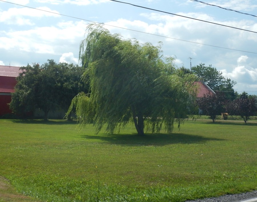 I hope you can see the willow tree blowing in the wind