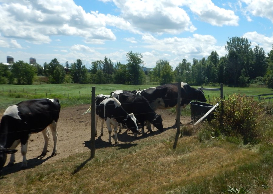 we see all kinds of farms